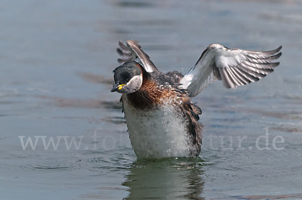 Rothalstaucher (Podiceps grisegena)