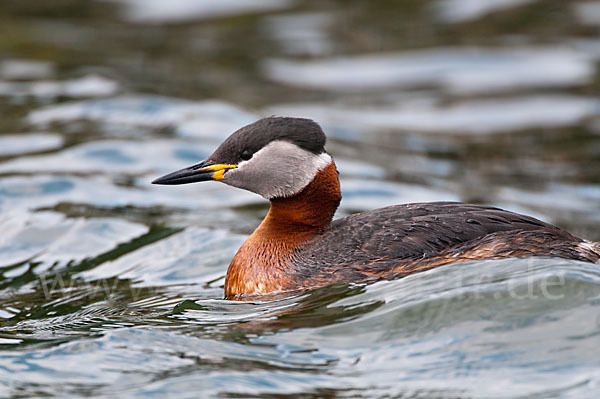 Rothalstaucher (Podiceps grisegena)