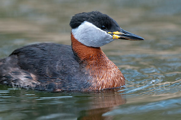 Rothalstaucher (Podiceps grisegena)