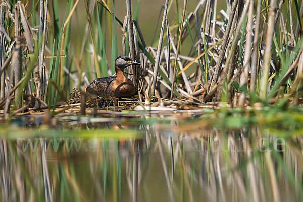 Rothalstaucher (Podiceps grisegena)