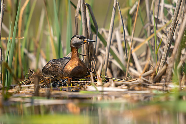 Rothalstaucher (Podiceps grisegena)