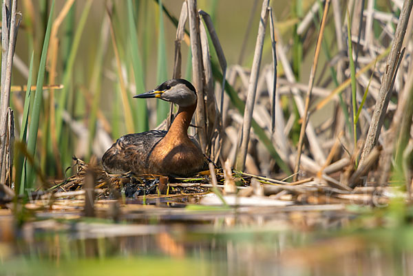 Rothalstaucher (Podiceps grisegena)