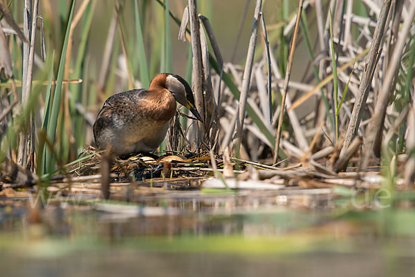 Rothalstaucher (Podiceps grisegena)