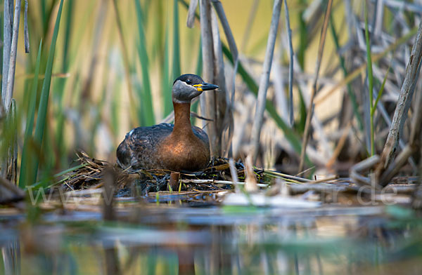 Rothalstaucher (Podiceps grisegena)