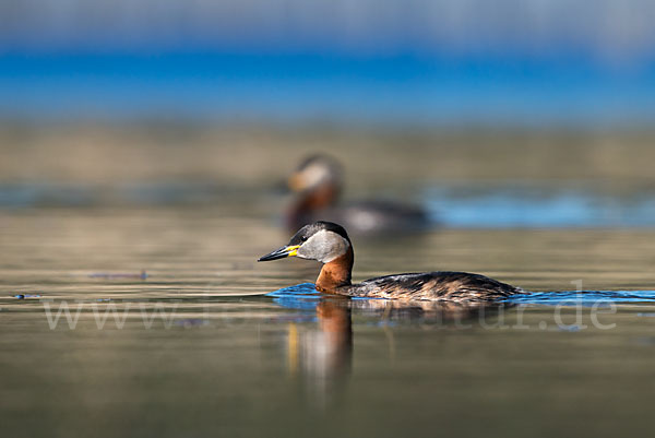 Rothalstaucher (Podiceps grisegena)