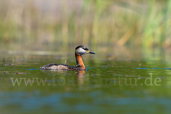 Rothalstaucher (Podiceps grisegena)