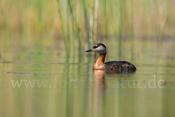 Rothalstaucher (Podiceps grisegena)