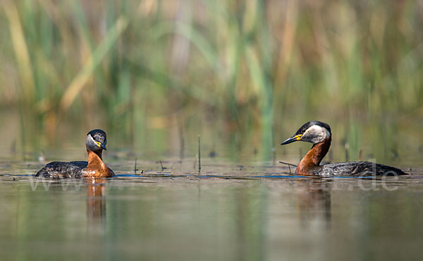 Rothalstaucher (Podiceps grisegena)