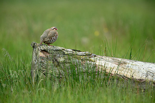 Rothuhn (Alectoris rufa)