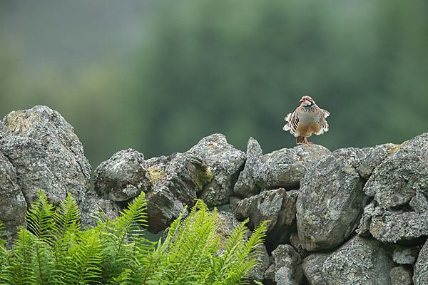 Rothuhn (Alectoris rufa)