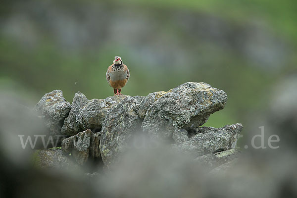 Rothuhn (Alectoris rufa)