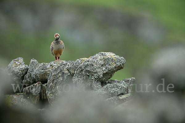 Rothuhn (Alectoris rufa)