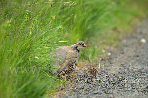 Rothuhn (Alectoris rufa)