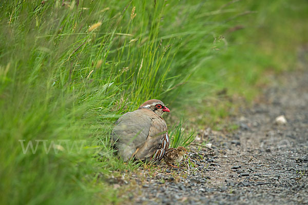 Rothuhn (Alectoris rufa)