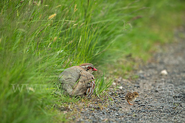 Rothuhn (Alectoris rufa)