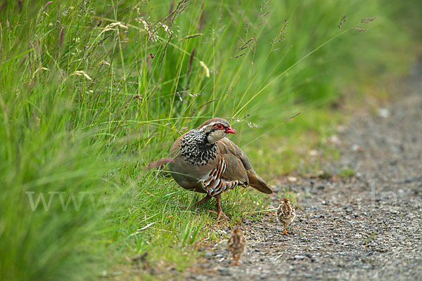 Rothuhn (Alectoris rufa)