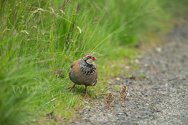 Rothuhn (Alectoris rufa)