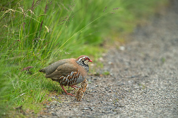 Rothuhn (Alectoris rufa)