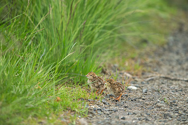 Rothuhn (Alectoris rufa)