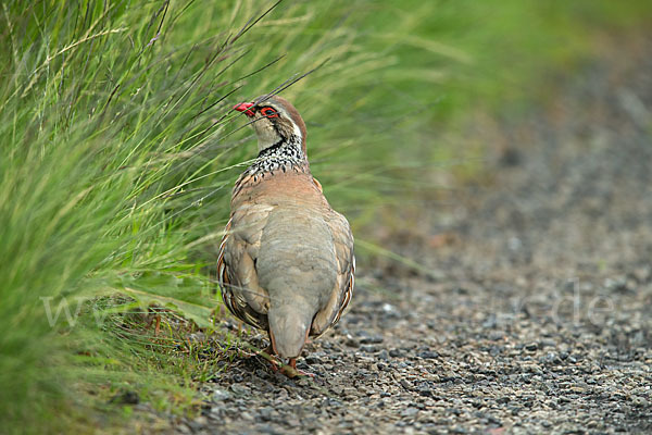 Rothuhn (Alectoris rufa)