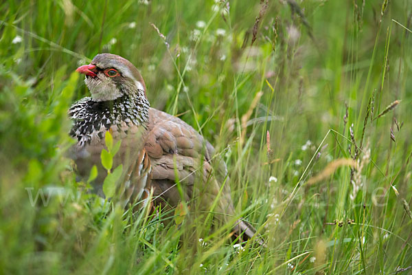 Rothuhn (Alectoris rufa)