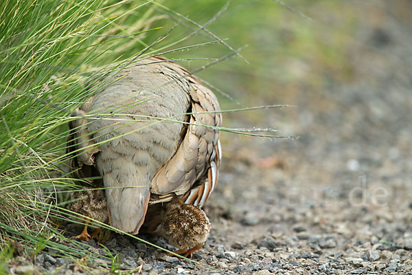 Rothuhn (Alectoris rufa)