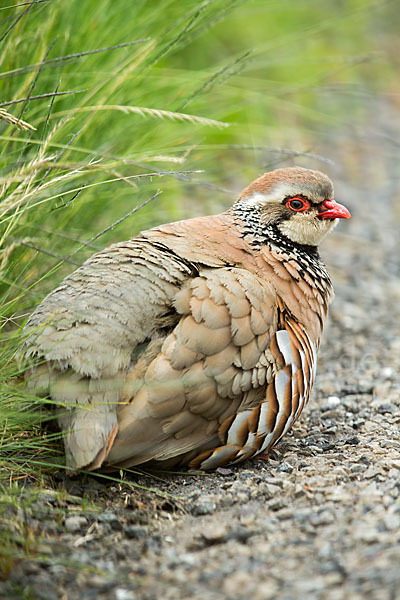 Rothuhn (Alectoris rufa)