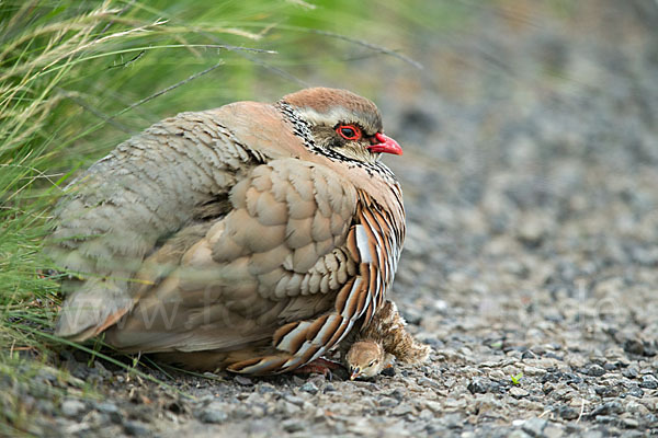 Rothuhn (Alectoris rufa)