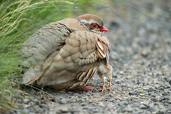 Rothuhn (Alectoris rufa)