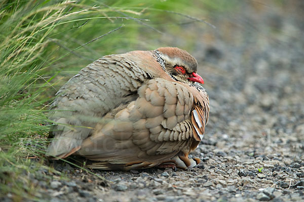 Rothuhn (Alectoris rufa)