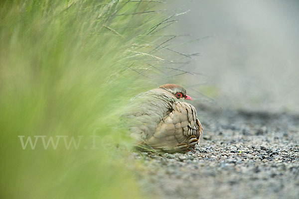 Rothuhn (Alectoris rufa)