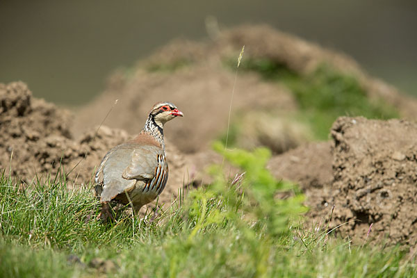 Rothuhn (Alectoris rufa)