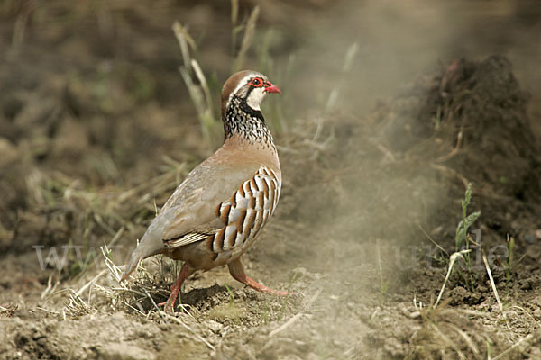 Rothuhn (Alectoris rufa)