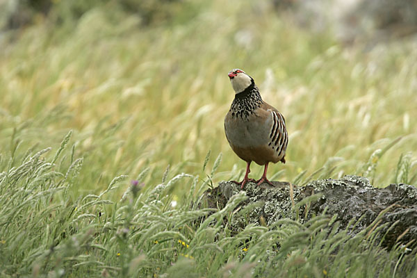 Rothuhn (Alectoris rufa)