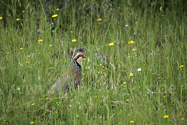 Rothuhn (Alectoris rufa)