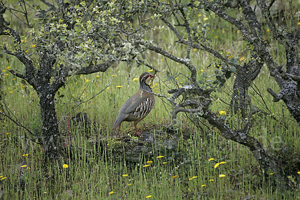 Rothuhn (Alectoris rufa)