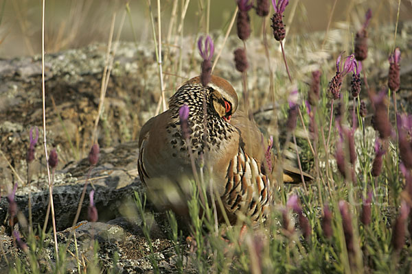 Rothuhn (Alectoris rufa)