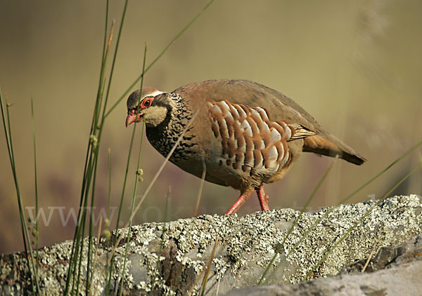 Rothuhn (Alectoris rufa)