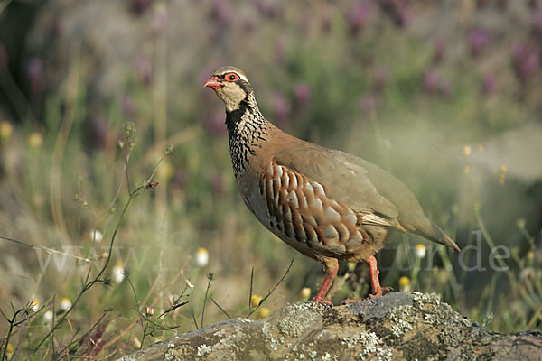 Rothuhn (Alectoris rufa)