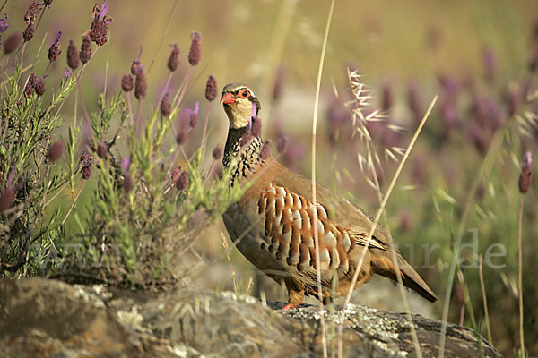 Rothuhn (Alectoris rufa)