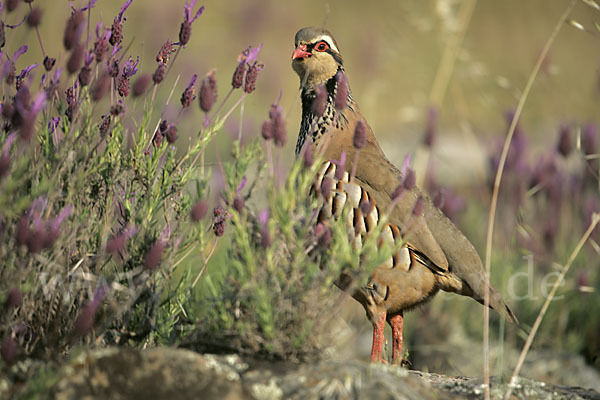 Rothuhn (Alectoris rufa)