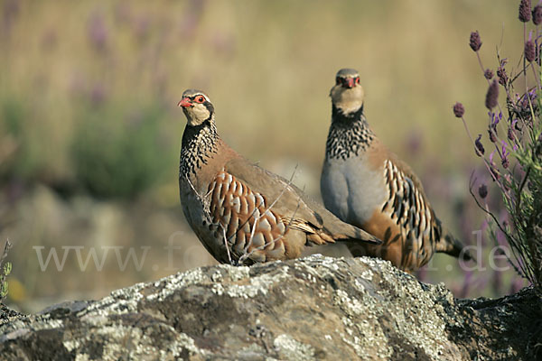 Rothuhn (Alectoris rufa)