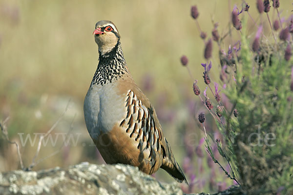 Rothuhn (Alectoris rufa)