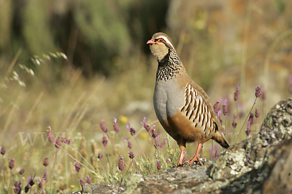 Rothuhn (Alectoris rufa)