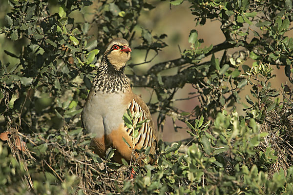 Rothuhn (Alectoris rufa)