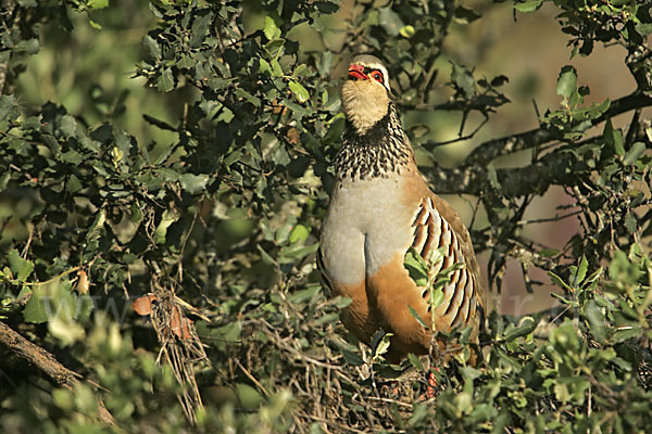 Rothuhn (Alectoris rufa)