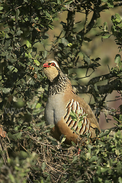 Rothuhn (Alectoris rufa)