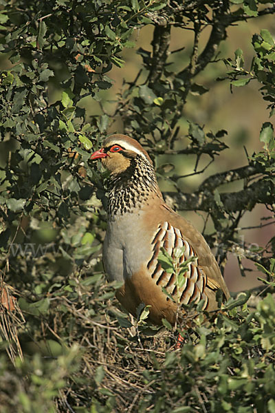 Rothuhn (Alectoris rufa)