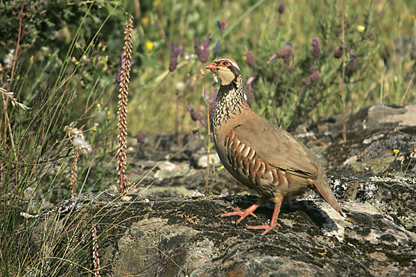 Rothuhn (Alectoris rufa)