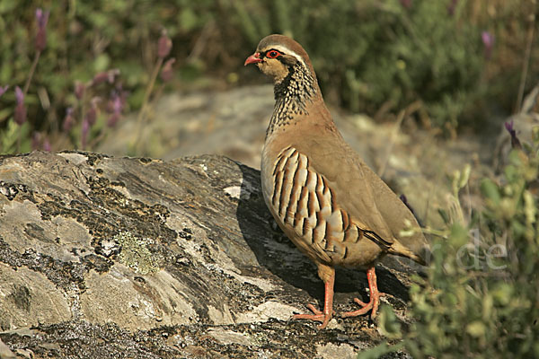 Rothuhn (Alectoris rufa)